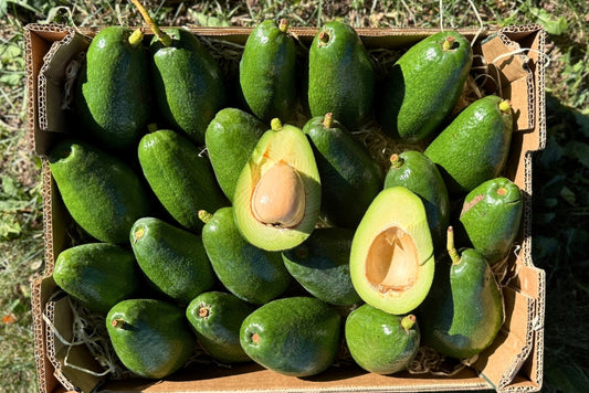 Avocado Salvaje Bio von Julian NEUE ERNTE!