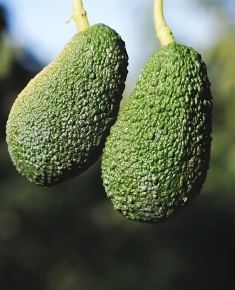 Bio Ätna Avocado & Passionfruit Mix-Box Sizilien