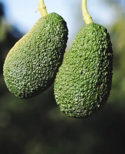 Bio Ätna Avocado & Passionfruit Mix-Box Sizilien