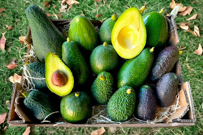 Avocado Mix "Wild Wonders" (6 Sorten!)