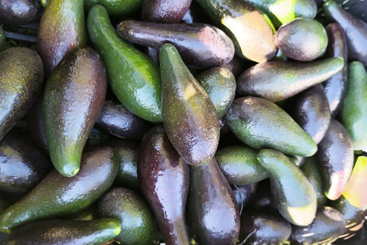 Avocadorarität Mexicola naturbelassen