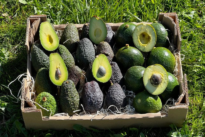 Avocado Baby-Mix Sonderaktion %