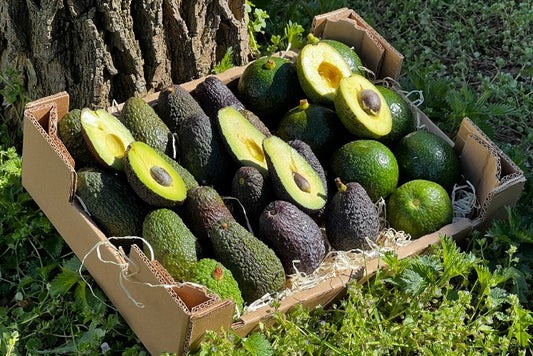 Avocado Retterbox "Späternte" von Juan 3kg