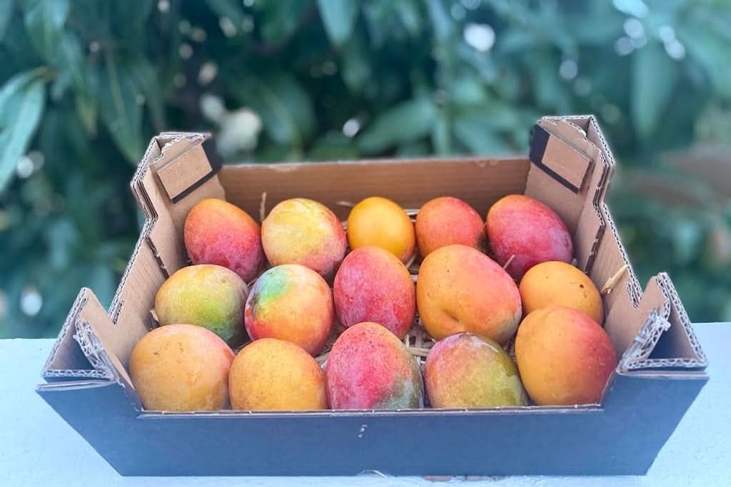 Frisch geerntete Bio-Baby-Mangos der Sorte Irwin in einer 1,5kg-Kiste von Finca Cayetana – ideal für alle, die Mango kaufen Spanien direkt vom Erzeuger möchten.