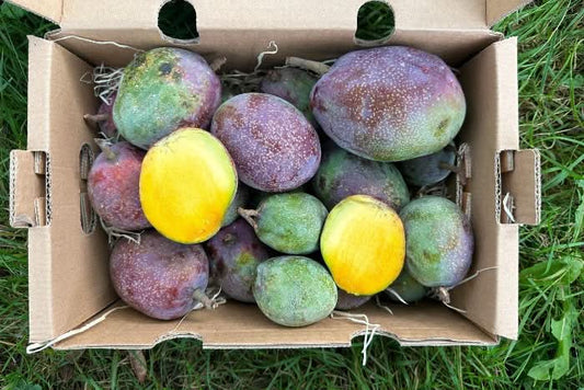 Baby-Mango Palmer kaufen Spanien – Frische, aufgeschnittene Mini-Mangos in der 2 kg Sparpreis-Box von Julian, direkt vom Bio-Erzeuger aus Andalusien