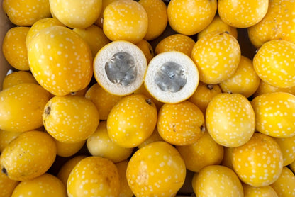 Baby Granadilla "Lulu"