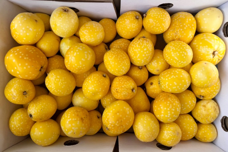 Baby Granadilla "Lulu"