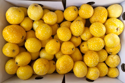 Baby Granadilla "Lulu"