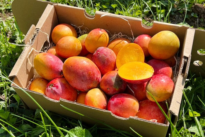 Baby-Mango Irwin Bio von Julian