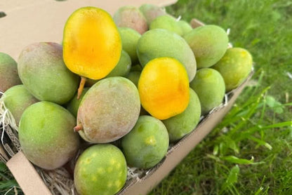 Baby-Mango Kensington Pride von Julian Box
