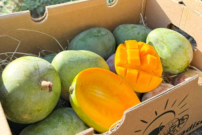 Baby-Mango Kent von Julian Sonderaktion %