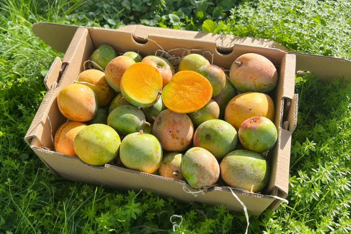 Baby-Mango Lippens von Julian