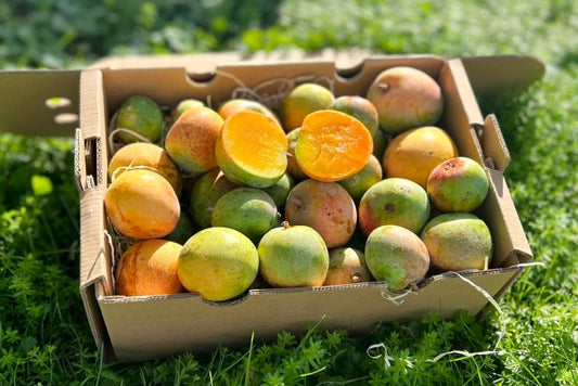 Baby-Mango Lippens von Julian