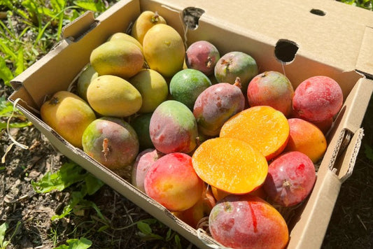 Baby-Mango Mix von Julian Retter-Box