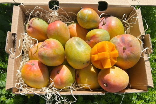 Baby Mango Tropigold von Antonio Sonderaktion %