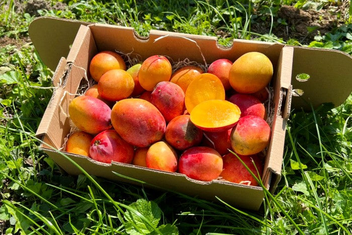 Baby-Mango Irwin Bio von Julian