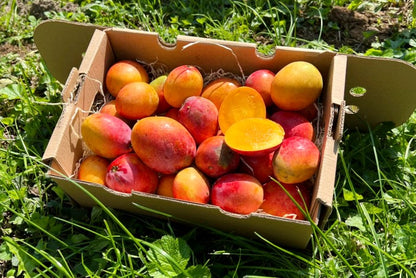 Baby-Mango Irwin Bio von Julian