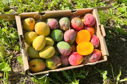 Baby-Mango Mix "Wild Wonders" Box