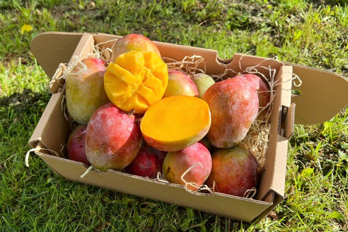 Baby-Mango Kent von Julian