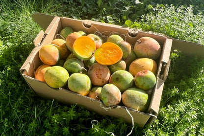 Baby-Mango Lippens von Julian