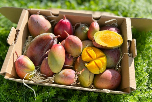 Baby-Mango Osteen Bio von Julian Box 2kg