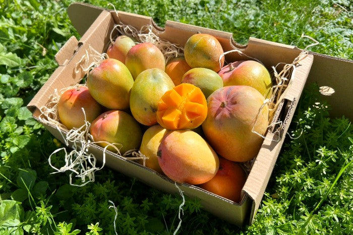 Baby Mango Tropigold von Antonio Sonderaktion %