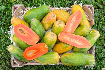Baby-Papaya Bio von Julian Aktionsbox % 3kg