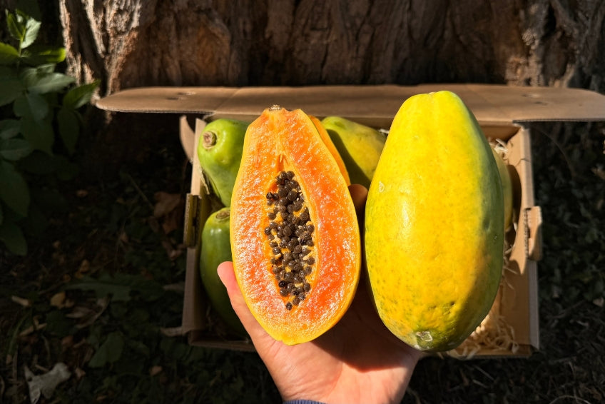 Papaya Baby "Golden" 1 Stk.