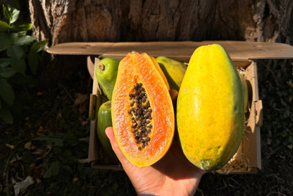 Papaya Baby "Golden" 1 Stk.