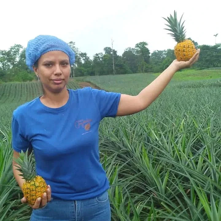 Bio Ananas „Golden Sweet“ reifgeerntet von Lissette