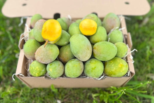 Baby-Mango Kensington Pride von Julian