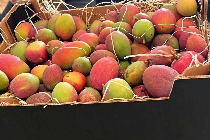 Baby-Mango Mix "Wild Wonders" Aktions-Box % 2kg