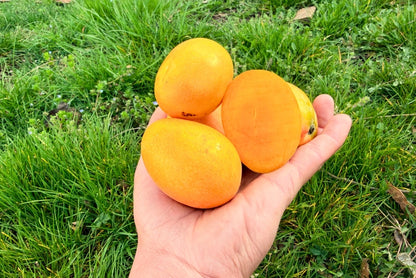 Baby-Zuckermangos von Edgar Aktionswoche %