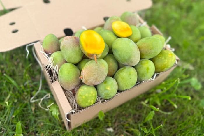 Baby-Mango Kensington Pride von Julian Box