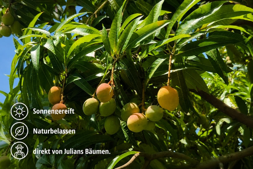 Baby-Mango Kensington Pride von Julian