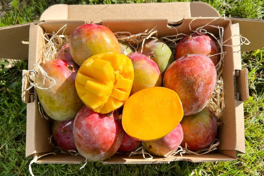 Baby-Mango Kent von Julian