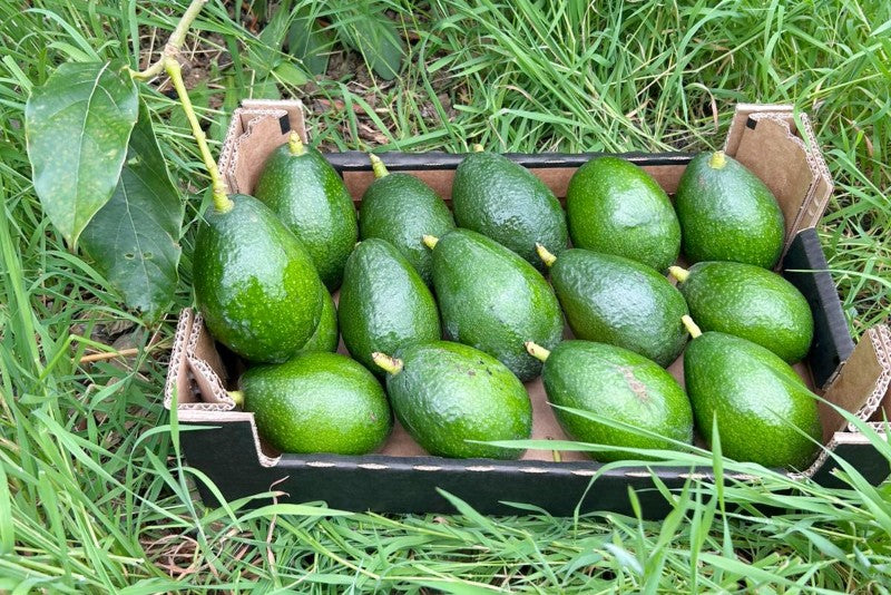 Avocado Bacon Bio von Paco Sonderpreis % 4kg