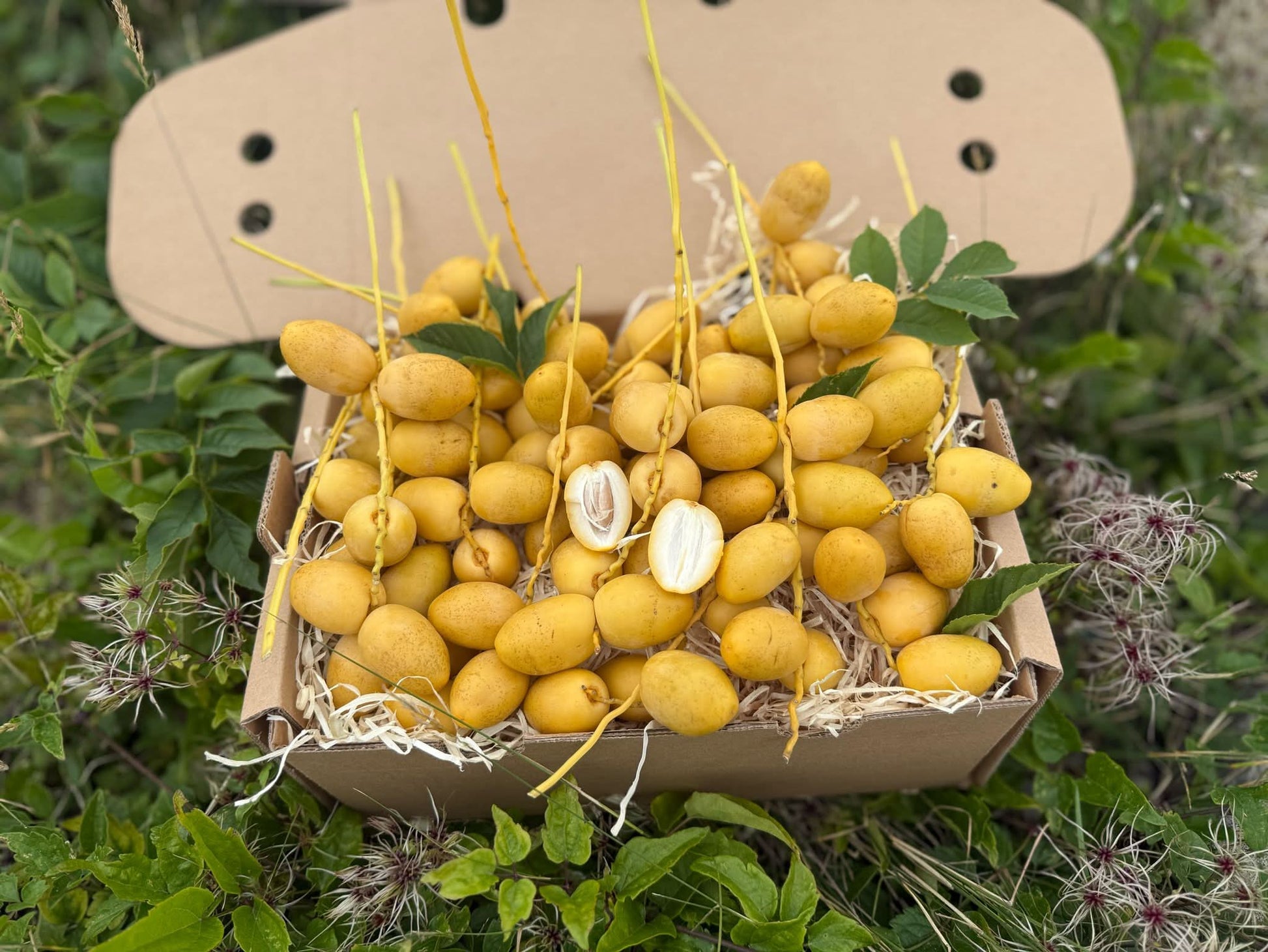 Frische Barhi Datteln gelb naturbelassen in der Box – ideal für alle, die Datteln gelb kaufen möchten, direkt vom Feld in Thailand