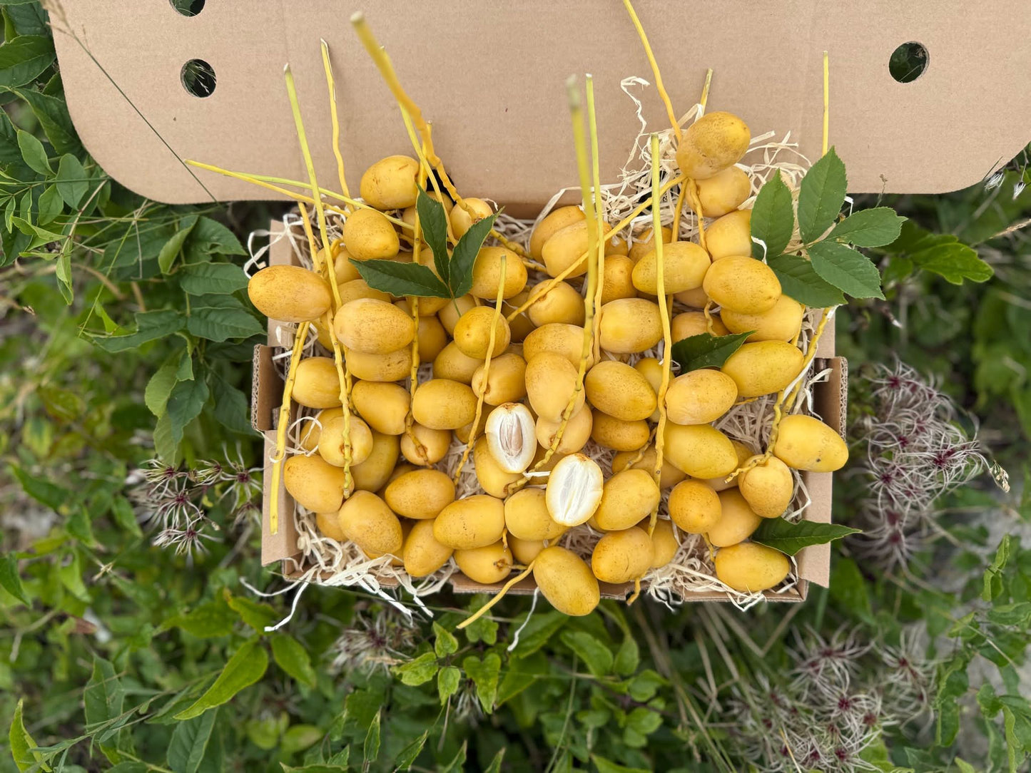 Naturbelassene gelbe Barhi Datteln frisch geerntet in einer Box – ideal für alle, die Datteln gelb kaufen und naturbelassen genießen möchten