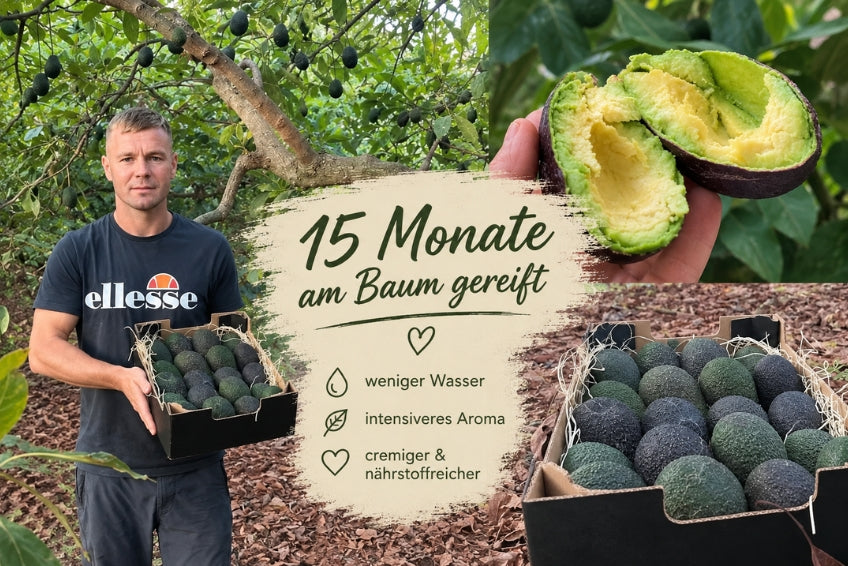 Avocado Hass & Lamb Hass 15 Monate baumgereift von Julian