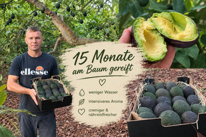 Avocado Hass & Lamb Hass 15 Monate baumgereift von Julian