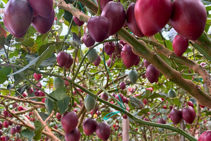 Tamarillo (Tomate de Arbol)