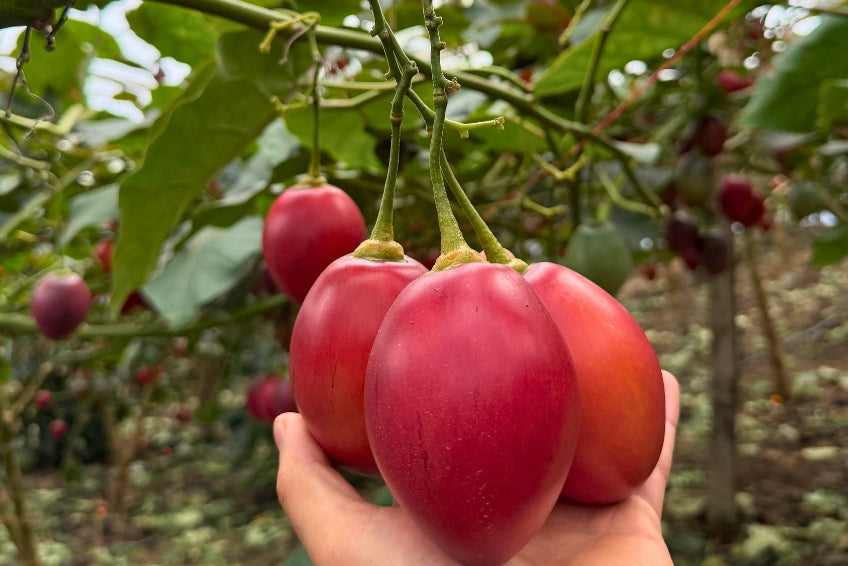 Tamarillo (Tomate de Arbol)