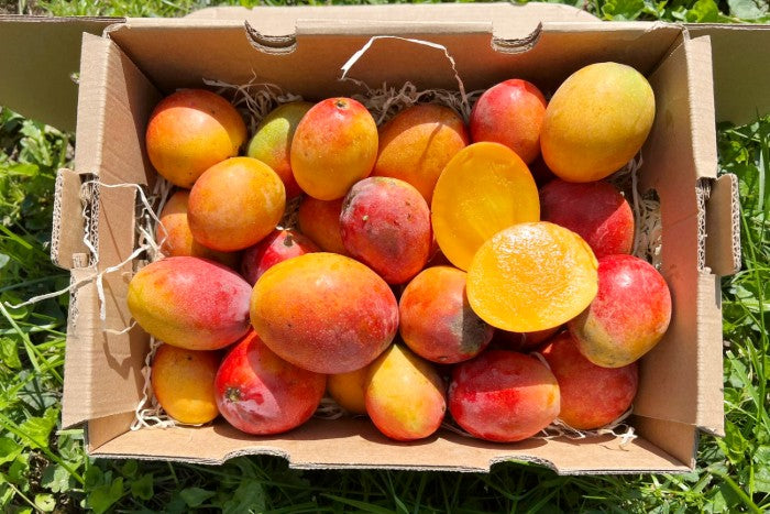 Baby-Mango Irwin Bio von Julian