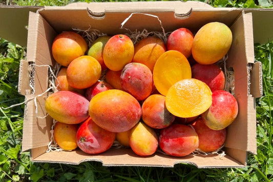 Baby-Mango Irwin Bio von Julian
