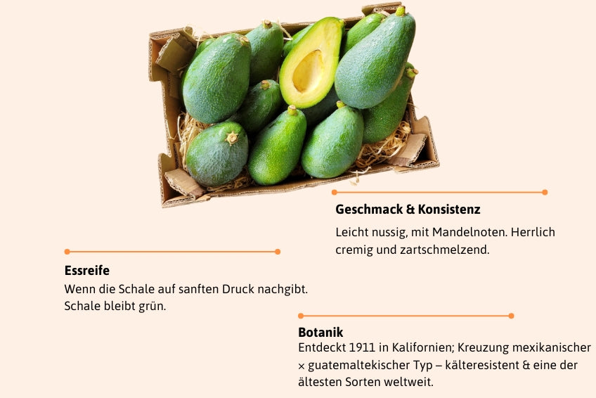 Avocado Fuerte Bio von Andrea Sizilien