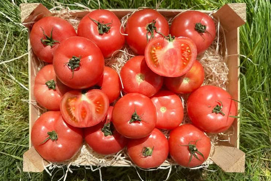 Delikatess-Tomate "Rose" von Julian
