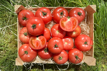 Tomaten Bio original "Berner Rose" regional aus der Reichenau