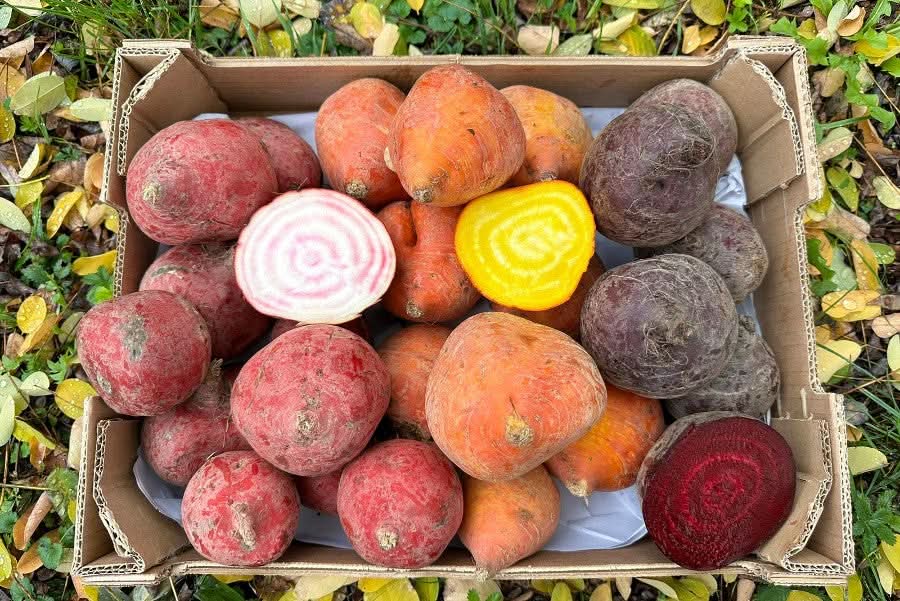 Bio Bete Trio Familie Schoof Demeter Aktionspreis % 1kg