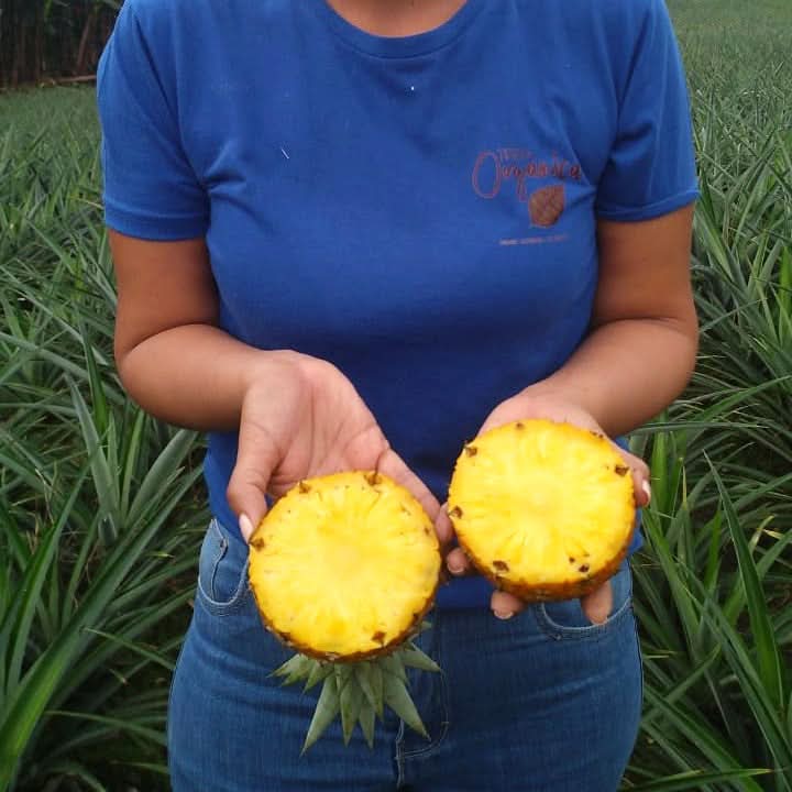 angeschnittene ananas aufbewahren Ananas Cayenne bestellen